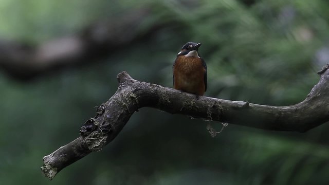 Kingfisher on a perch by an English river