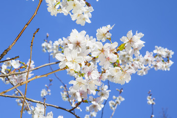 Beautiful branch of an apple tree with white blossoms
