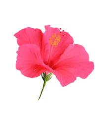 Hibiscus flowers isolated on white background
