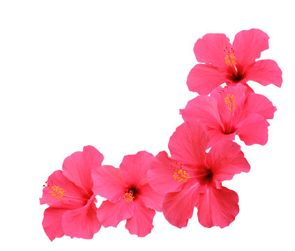 Hibiscus flowers isolated on white background
