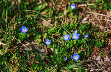 blue primrose flower, primula cultivar
