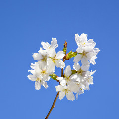 Beautiful branch of an apple tree with white blossoms