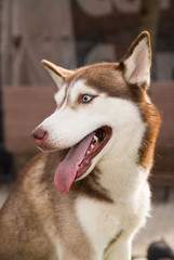 Husky Dog sits on a site for dog training