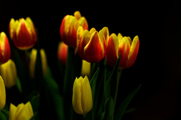 tulips, yellow, red