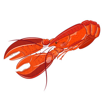 Lobster sea food vector