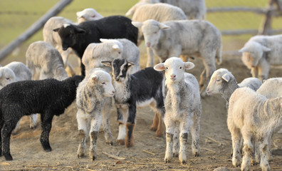 A flock of young sheep