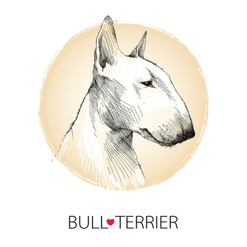 Vector sketch of English Bull terrier dog head profile isolated on white background with beige round frame.