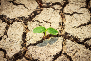 Green plant growing out of cracks in the earth