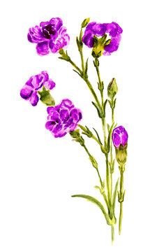 Bouquet of purple carnation