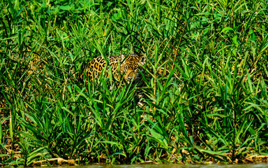 Fototapeta na wymiar Jaguar in the undergrowth