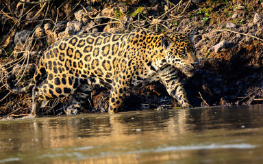 Fototapeta na wymiar Jaguar paddling in the Cuiaba river