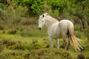Obraz na płótnie Canvas Camargue White horse