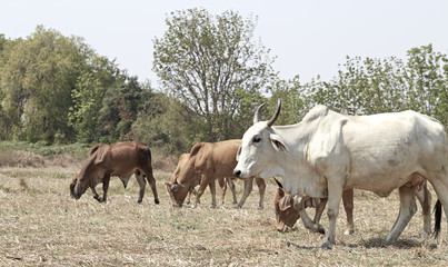 Herd of cows , thailand