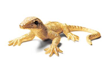 golden decoration lizard, isolated on White