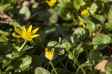 Yellow Flowers on Green background