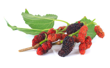 mulberry isolated on white background