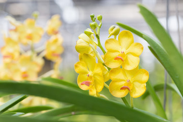 orchids purple Is considered the queen of flowers in Thailand