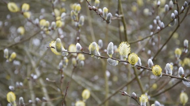 Chatons de saule