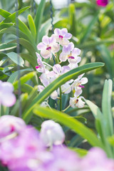 orchids purple Is considered the queen of flowers in Thailand