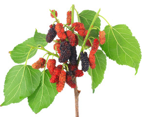 mulberry isolated on white background