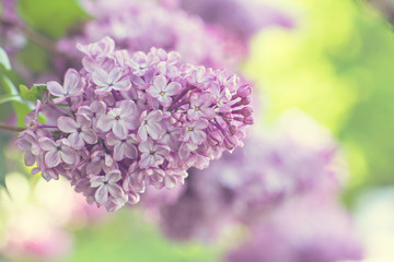 Obraz premium Green branch with spring lilac flowers