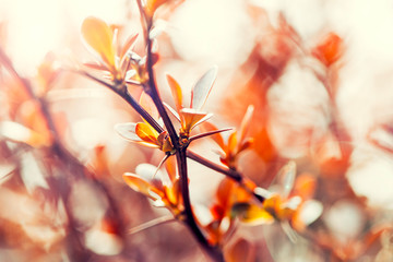 Blossom of the orange tree