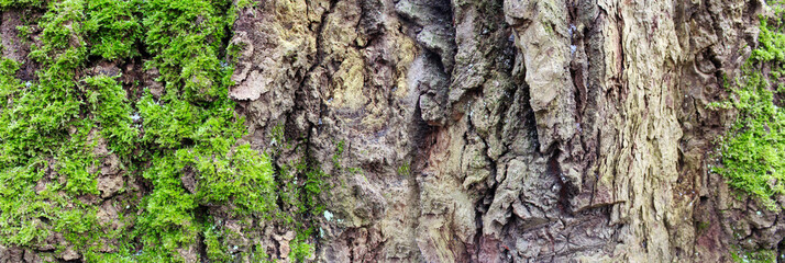 Wood background
