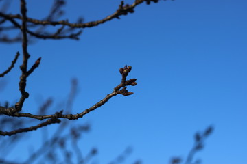 咲きそうな桜のつぼみ