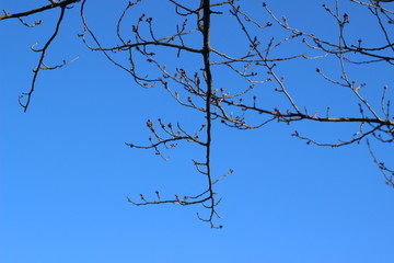 咲きそうな桜のつぼみ