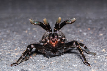 Thai zebra tarantula