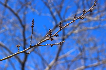 咲きそうな桜のつぼみ