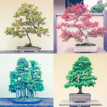 Square montage of four bonsai trees