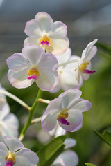 Naklejka na ściany i meble orchids purple Is considered the queen of flowers in Thailand