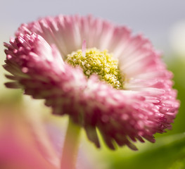 Bellis Perennis © skarakai