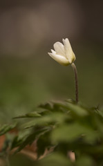 Buschwindr&ouml;schen