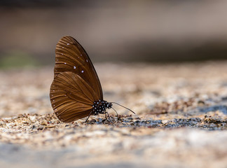 Beautiful The Striped Blue Crow butterfly eat mineral in nature