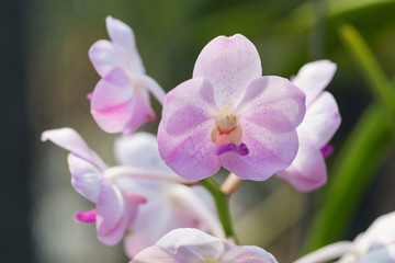Fototapeta na wymiar orchids purple Is considered the queen of flowers in Thailand