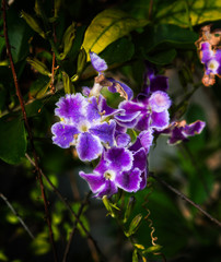 Obraz premium Macro a bunch purple flowers in the garden.
