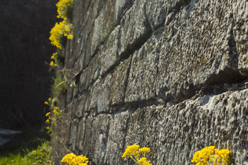 old stones covered with yellow flowers