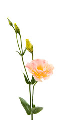 Obraz premium eustoma flower