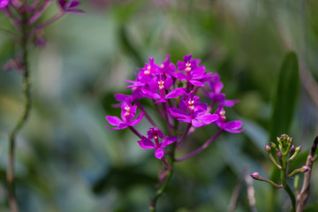 Fototapeta premium orchids purple Is considered the queen of flowers in Thailand