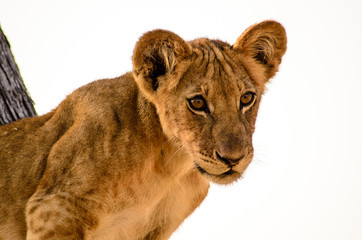Close up of the face of a young lion