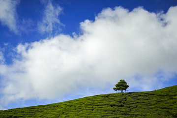 Lonely tree on the mountain at beautiful landscape of tea plantation
