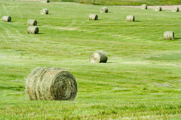 Green Round Baled Hay – Rounds bales of hay in a farmland field. © Cathleen