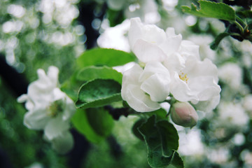 Obraz premium Apple flowers in bloom. Aged photo. Flowers bloom in spring season. Apple Blossom Time. Blossoming apple flowers in spring. Retro filter photo. Blossom apple tree. Vintage effect.