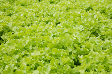 Hydroponic green oak lettuce vegetable