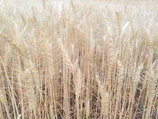 selective focus of Wheat field, soft focus, vintage tone background