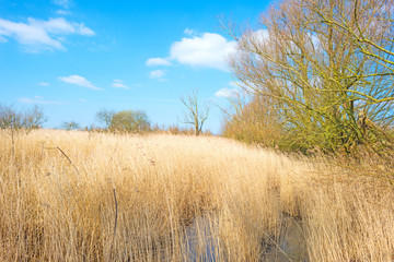 Obraz premium Shore of a lake in sunlight in winter