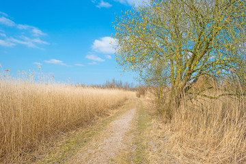 Path through reed in winter