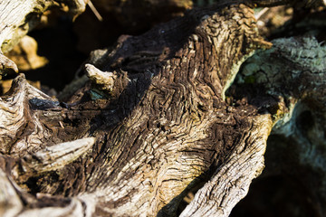 Verwitterte Holzwurzel auf Stein Hintergrund